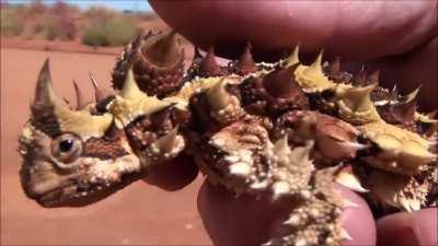 🔥 Australia's Dragon-Like 'Thorny Devil' Lizard 🦎🦎