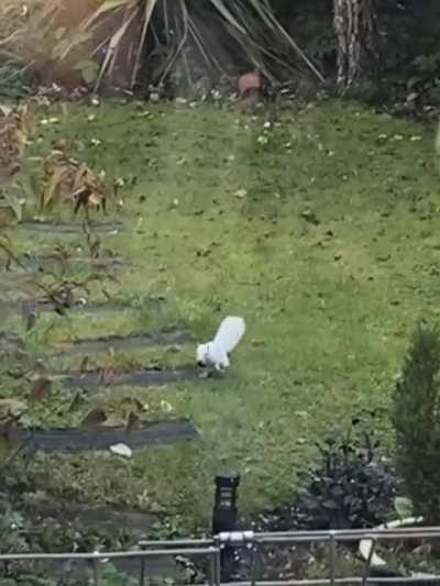 Albino, pure white, squirrel in my garden in the UK