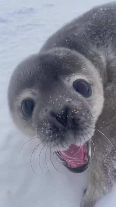 So this is what a Weddell seal pup sounds like