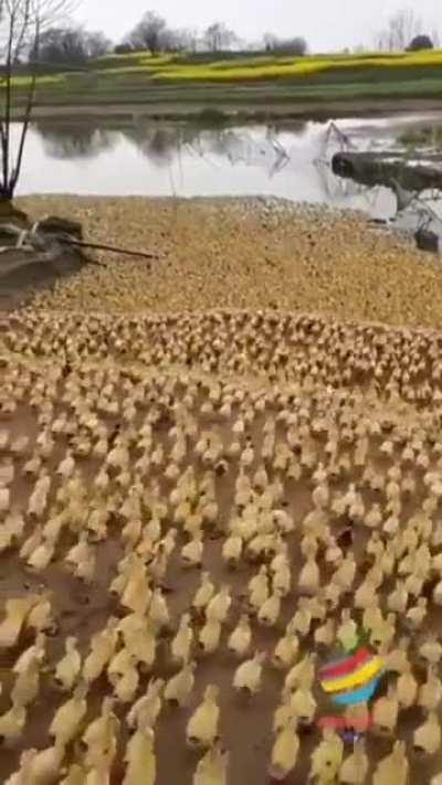 An army marches from Quackdor