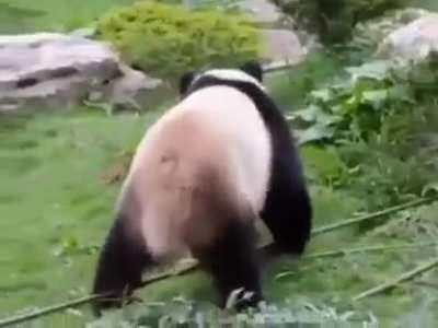 Kungfu Panda really do exist.