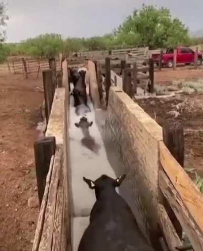 Cow wash