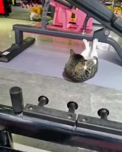 Hardgainer cat