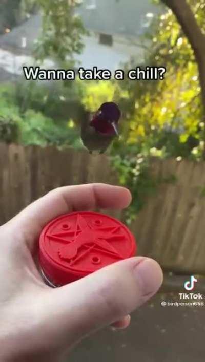 Trained hummingbird