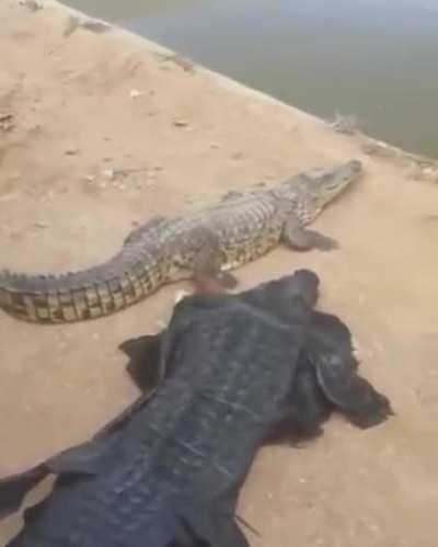 To befriend a crocodile.