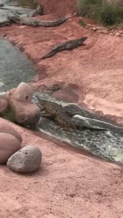 The way this crocodile slide down the river.