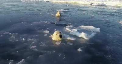 🔥 Polar bears try to sneak up on a drone