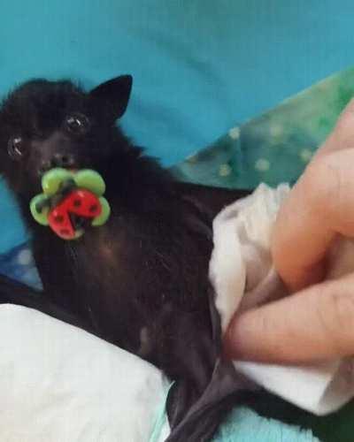 How to clean a baby bat, for those of you who happen to have one.