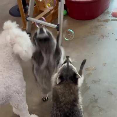 Raccoons playing with bubbles and jumping like little kids