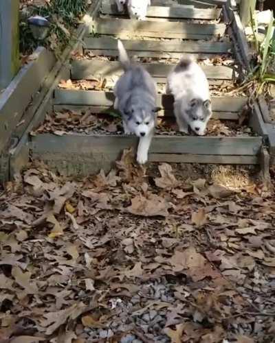 Running with the pack