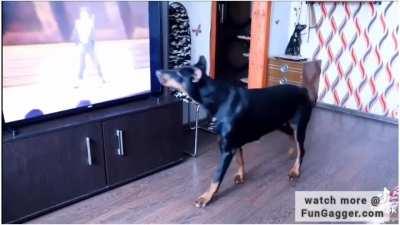 Doberman copying Michael jackson's dance moves