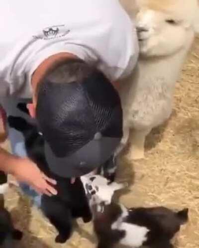 Goats waiting their turn to be hugged.....