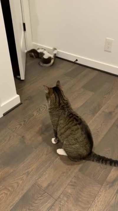 [Cat-Cat] Why is she playing with the door?