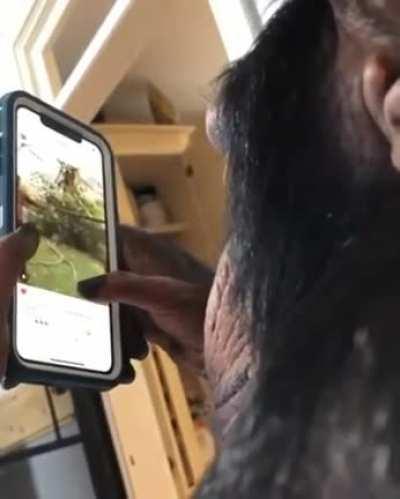 Ape using a Smartphone