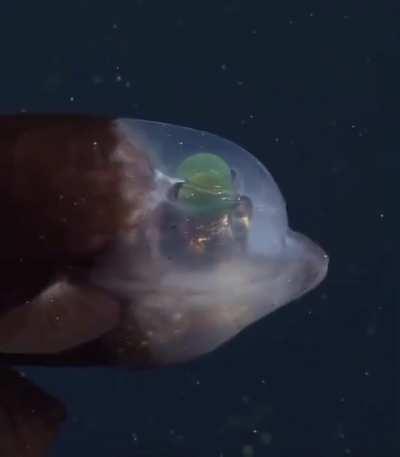 🔥 Transparent-headed Barreleye Fish.