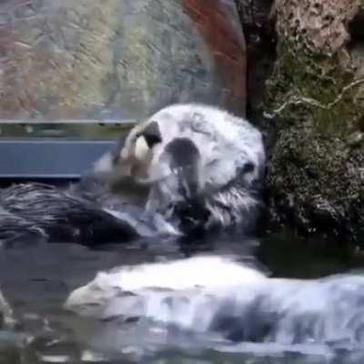 Otters showing us two different ways to wash yourself.