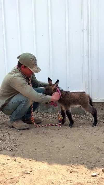 Too small for halter training but still report for duty