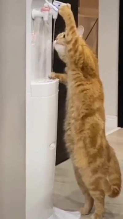 Cat just wants some water