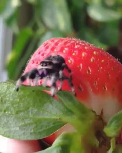 Fuzzy little strawberry climber