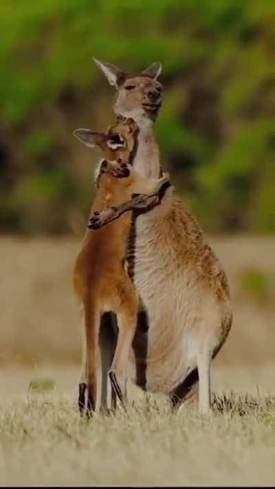 🔥 Baby kangaroo hugging its mom.