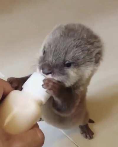 Baby otter chugging milk