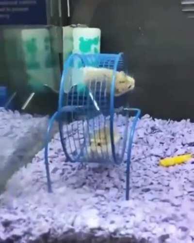 Derpy hamster daredevils