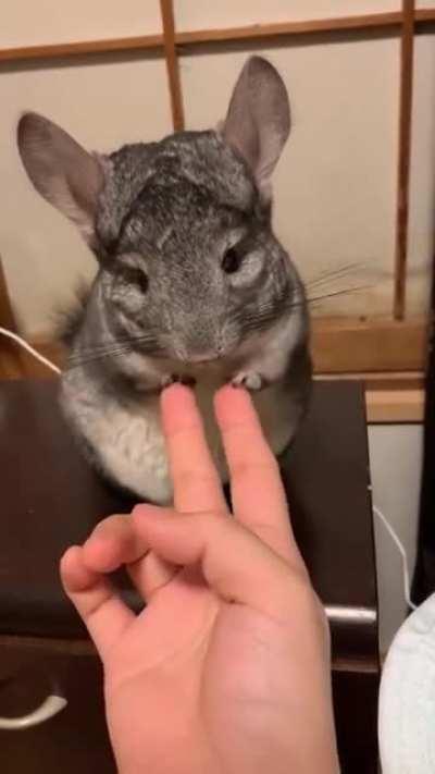 Accommodating chinchilla plays along with human's game