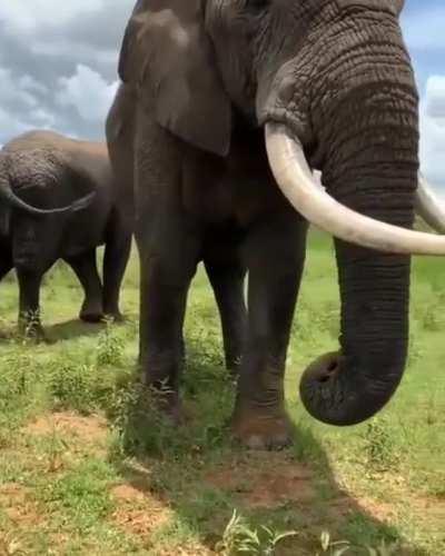 Elephant eats tourist's straw hat...or did she?