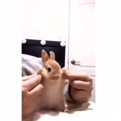 Cute Bunny (No Rickroll)