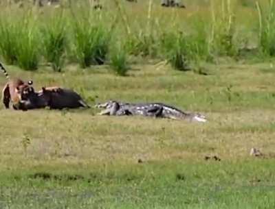 🔥 Tiger vs Boar and then a Croc shows up