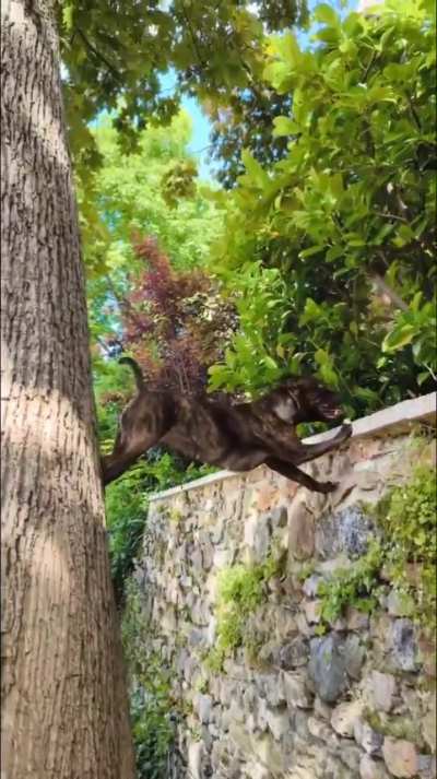 The little dog wanted that stick, so he worked hard to climb up to it.