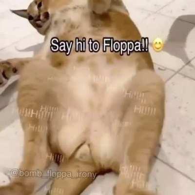 Why did Floppapedia make this garbage song canon?! Floppa doesn't curse  that much, he isn't a rapper, and he HATES PORNHUB! - Imgflip