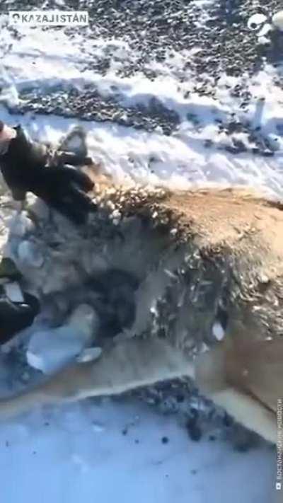 Frozen elk in Kazakhstan