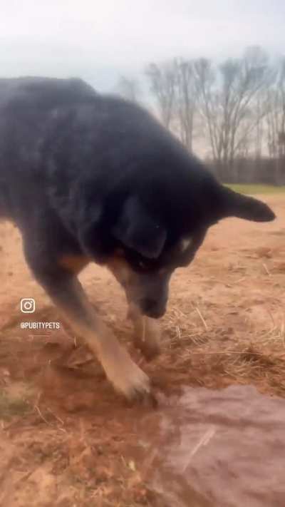 Dog is an irrigation specialist.