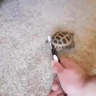 I've never seen anyone dance better than that turtle.