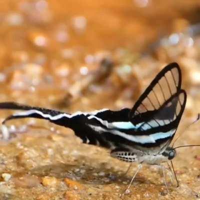 Beautiful Dragontail butterfly