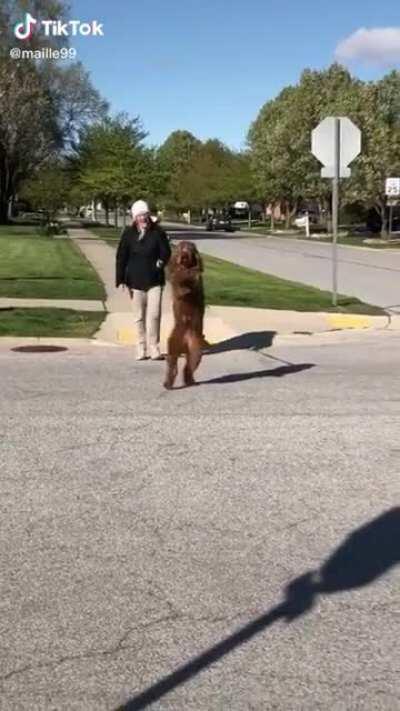 The way she crosses the street..