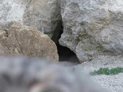 Pallas Cat checks out camera.