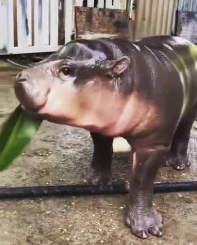 Baby hippo eating a leaf