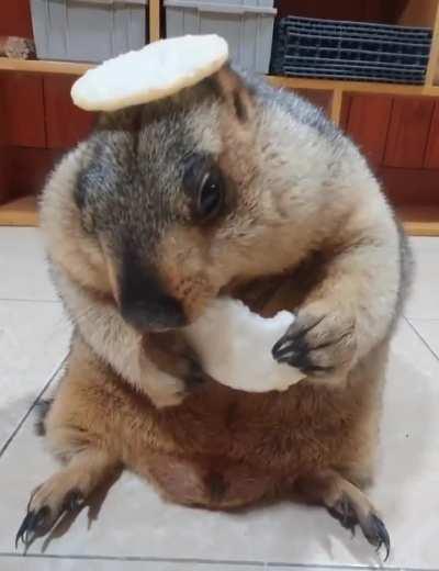 A Marmot eating a rice cake.