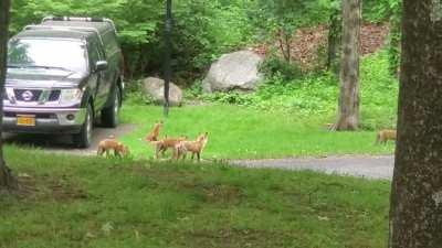 Fox family playing