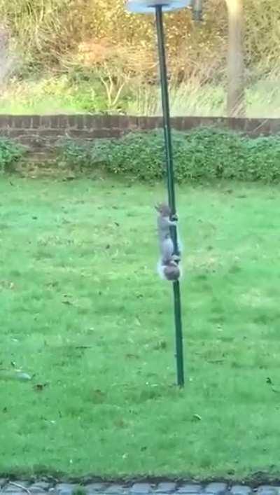 Mum was fed up of the squirrels stealing all the bird food so she greased the feeder!