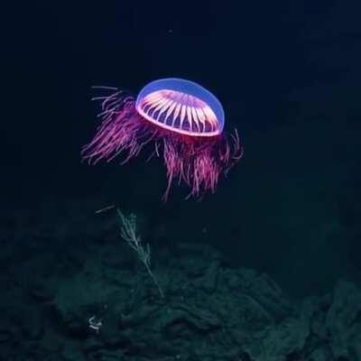 🔥 A jellyfish