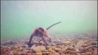 🔥 Monkeys under water