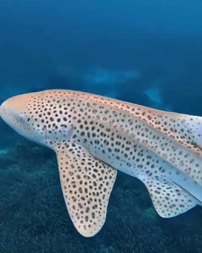 🔥 A stunning Zebra Shark 🔥