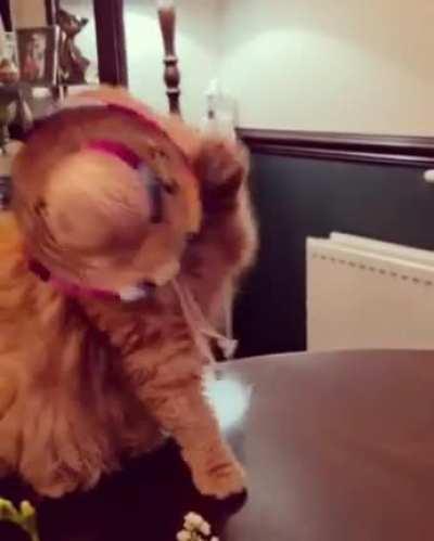 Mexican cat dance