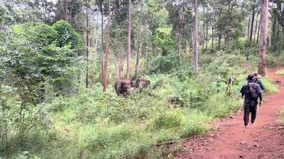 🔥 crazy noises from a happy elephant family 