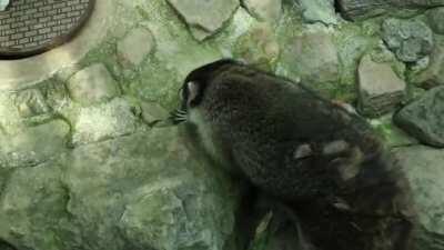 Masked bandit makes himself a home at a zoo in Japan.