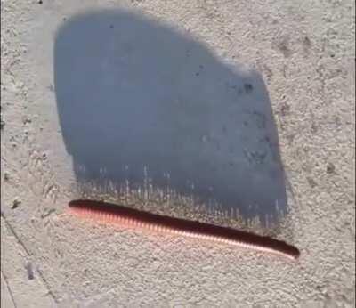 Afternoon Shadow Of A Millipede