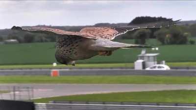 A kestrel stays in its hunting position by flying into the wind at the same speed as the wind. The air flowing over its wings gives it the lift it needs. 
